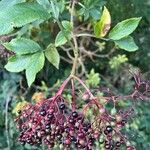 Sambucus canadensis果