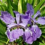 Iris tectorum Blodyn
