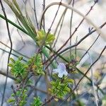 Satureja cuneifolia Flower