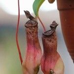 Nepenthes alata Kwiat