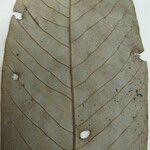 Couepia excelsa その他の提案