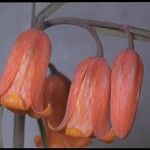 Fritillaria recurva Muu