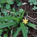 Hypoxis decumbens Συνήθη χαρακτηριστικά