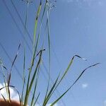 Fimbristylis autumnalis Habit