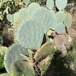 Opuntia robusta Leaf