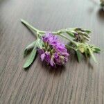Medicago sativa Flor