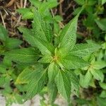 Acalypha virginica Blatt