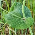 Lathyrus oleraceus Leaf