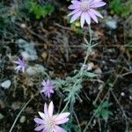 Xeranthemum annuum Blüte