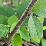 Cotoneaster integerrimus Bark