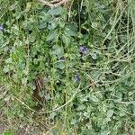 Vinca major عادت