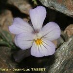 Viola crassiuscula Virág