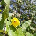 Hibiscus tiliaceusFlor