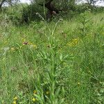 Cynoglossum montanum Natur