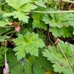 Geranium platypetalum Лист