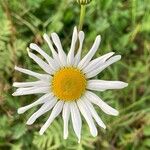 Leucanthemum vulgare Žiedas