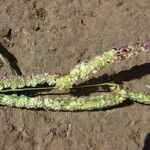Paspalum fimbriatum Хабит