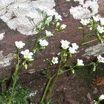 Saxifraga cuneata Virág