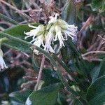 Sarcococca ruscifolia Цвят