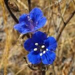 Phacelia parryi Kvet