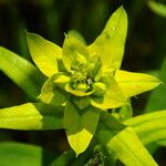 Euphorbia esula Leaf