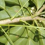 Dendropanax arboreus Hoja
