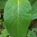Phyteuma nigrum Folla