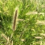 Hordeum secalinum Leht