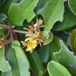 Hibbertia patula Цветок