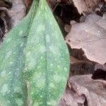 Pulmonaria longifolia 葉