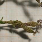 Silene succulenta Flower