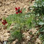 Adonis annua Habitatea