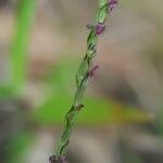 Digitaria fuscescens Blüte