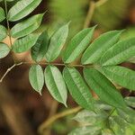 Afzelia pachyloba Hoja