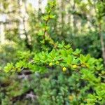 Berberis microphylla Yaprak