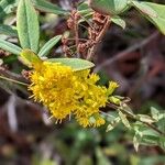 Solidago uliginosa Цвят