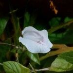 Centrosema virginianum Flower