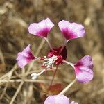 Clarkia springvillensis Blüte