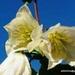 Clematis mauritiana Flor