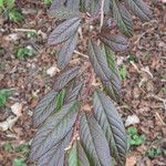 Cotoneaster salicifolius Φύλλο