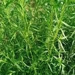 Artemisia dracunculus Leaf