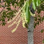 Oxydendrum arboreum Fruit