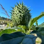 Datura ferox Frukt