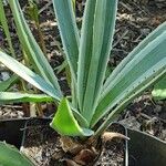 Furcraea selloana Leaf