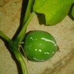 Diplocyclos palmatus Fruit