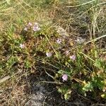 Erodium cicutariumFlor