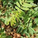 Indigofera brevicalyx Leaf