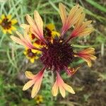 Gaillardia aestivalis Flower