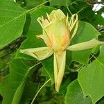 Liriodendron tulipifera Fleur