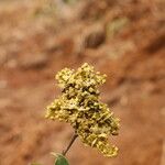 Dialium tessmannii Flor
